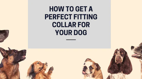 Image showcasing How Tight should a Dog Collar be? - The Perfect Collar Fitting Guide ...