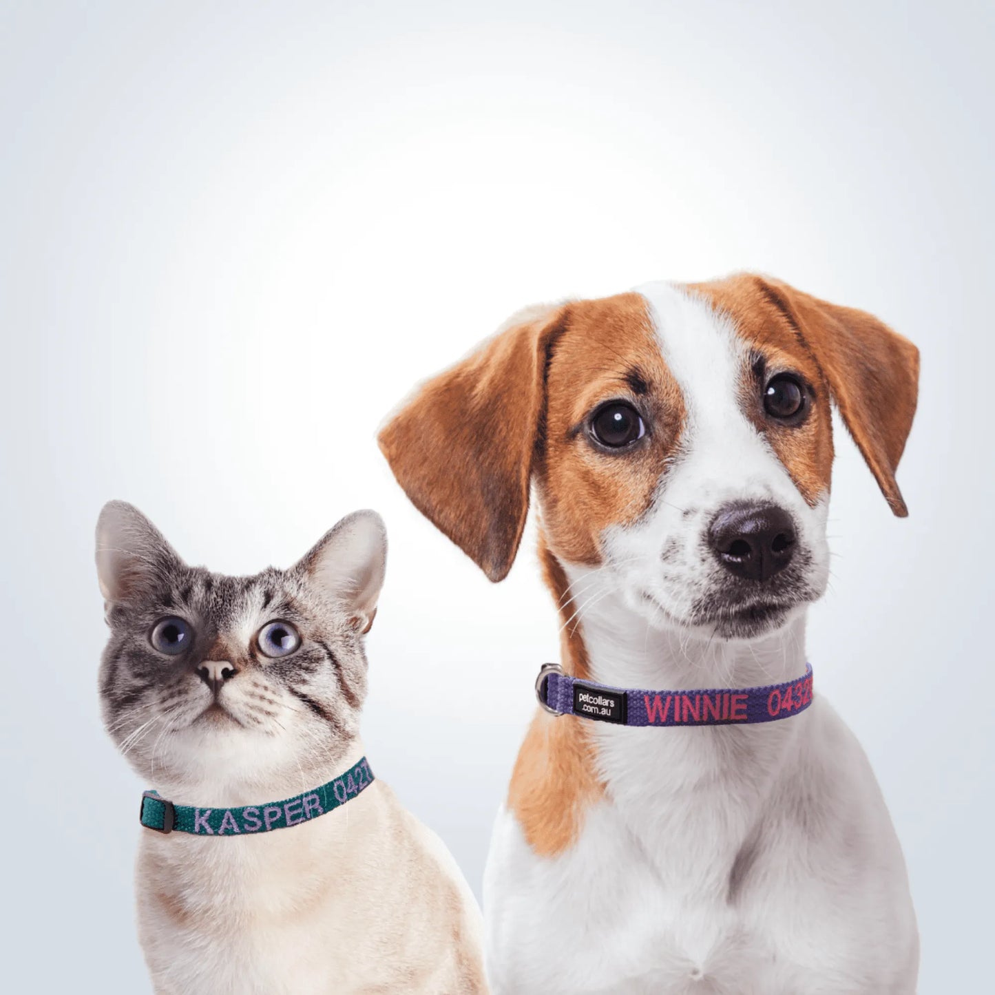 personalised pet collar