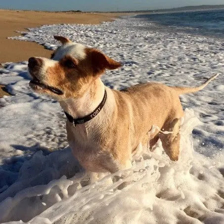 personalised dog collar