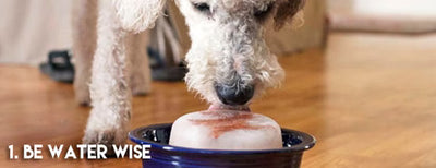 5 Tips for a Safe Pet in Summer