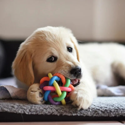 Managing Dog Anxiety: The Benefits of Toys and Play