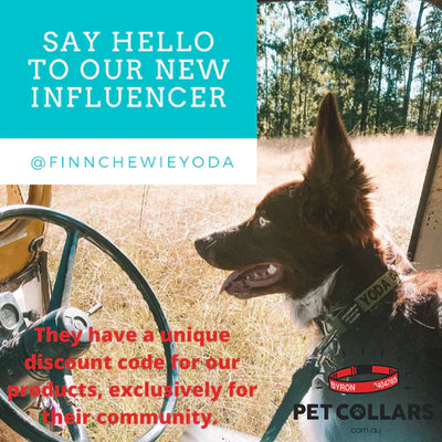 How Pet Owners can be Social Media Influencers