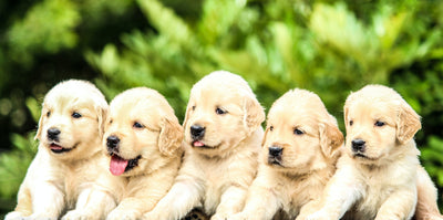 Dog Breeds - Golden Retriever Puppies