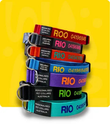pet collar with name