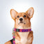 personalised pet collar and lead