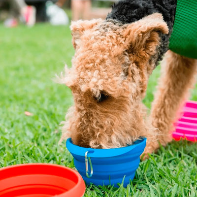 collapsible dog bowl