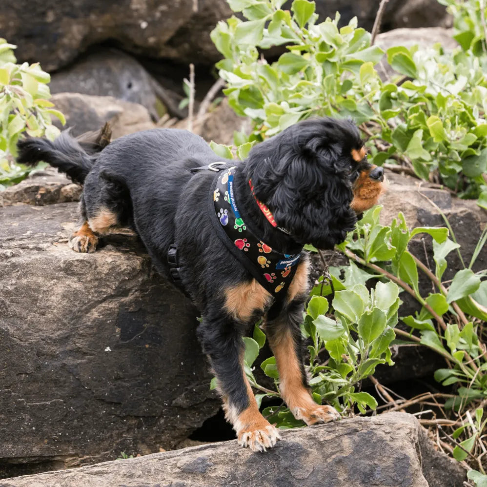 custom dog harness