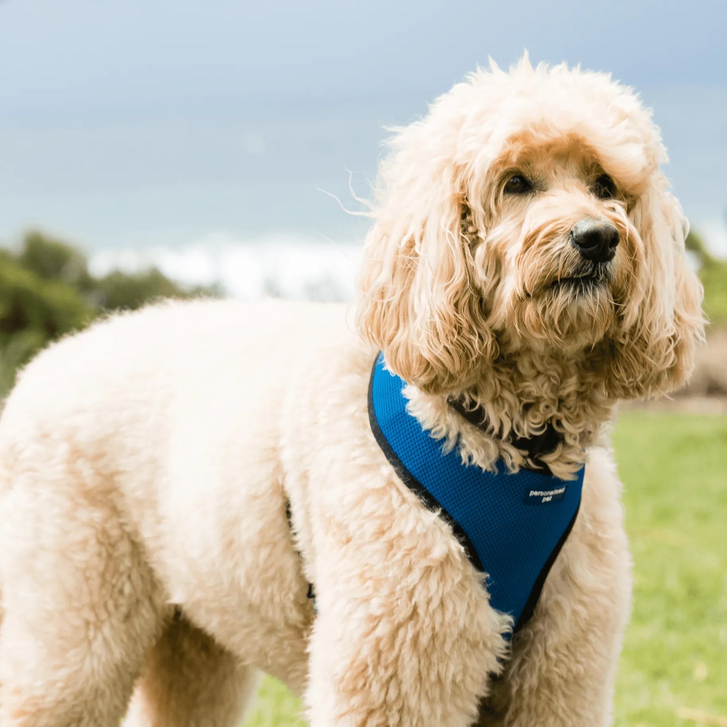 custom harness for dogs
