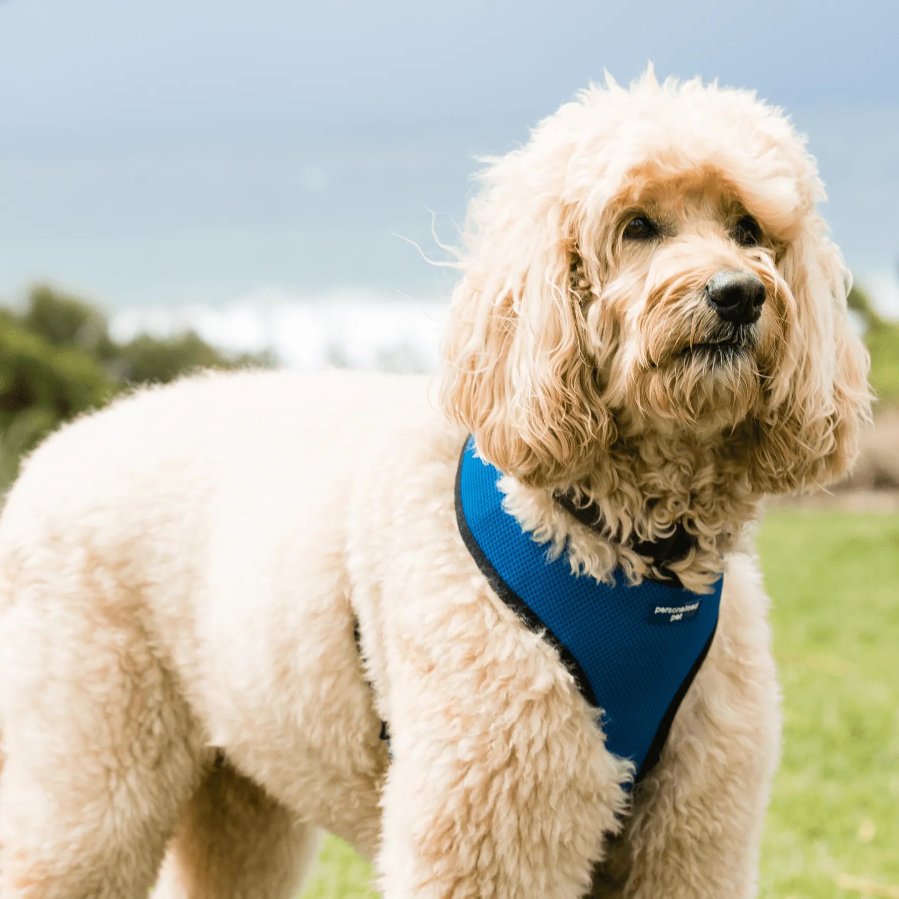 custom harness for dogs