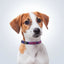 personalised pet collar