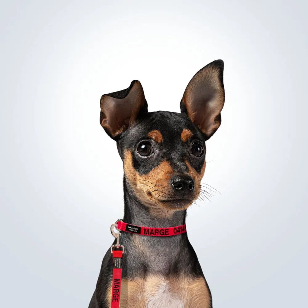 personalised pet collar and lead