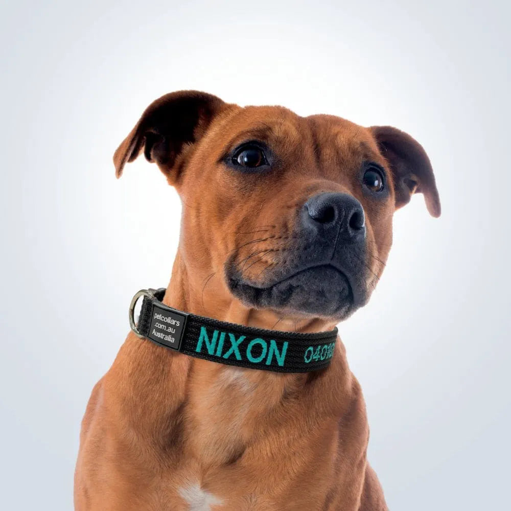 personalised pet collar