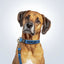 personalised pet collar and lead