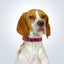 personalised pet collar