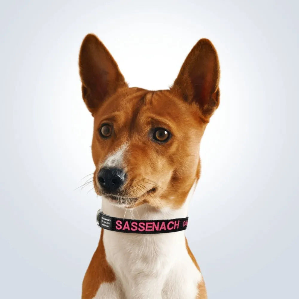 personalised pet collar