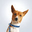 personalised pet collar and lead
