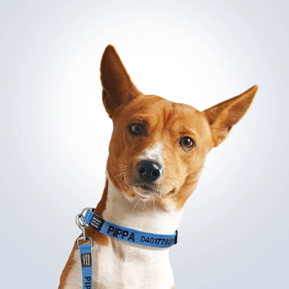 personalised pet collar and lead